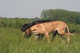 DOGUE ALLEMAND 524